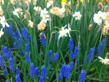 Весенний фестиваль цветов в Ботаническом саду МГУ. (Фотоотчет).