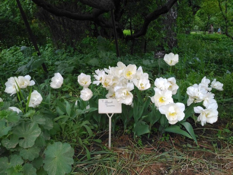 Весенний фестиваль цветов в Ботаническом саду МГУ. (Фотоотчет).