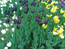 Весенний фестиваль цветов в Ботаническом саду МГУ. (Фотоотчет).