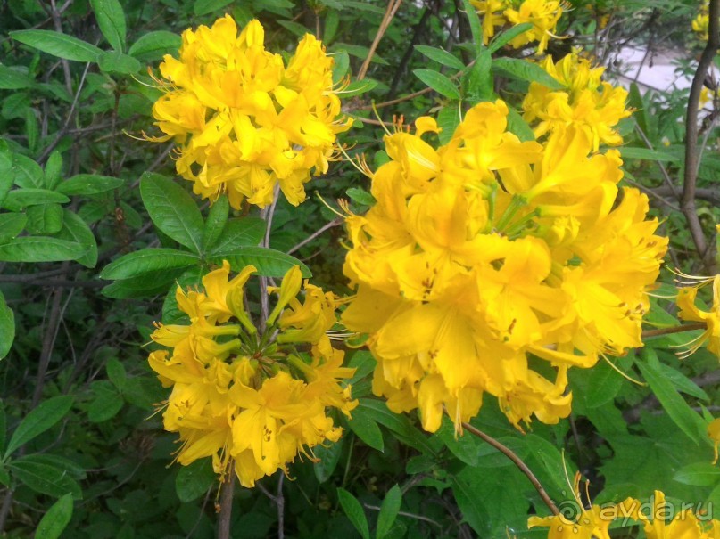 Весенний фестиваль цветов в Ботаническом саду МГУ. (Фотоотчет).