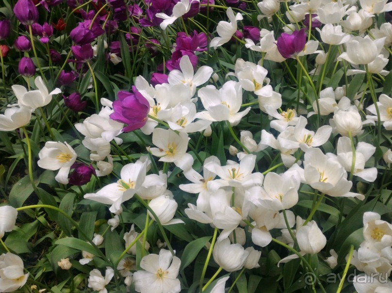 Весенний фестиваль цветов в Ботаническом саду МГУ. (Фотоотчет).