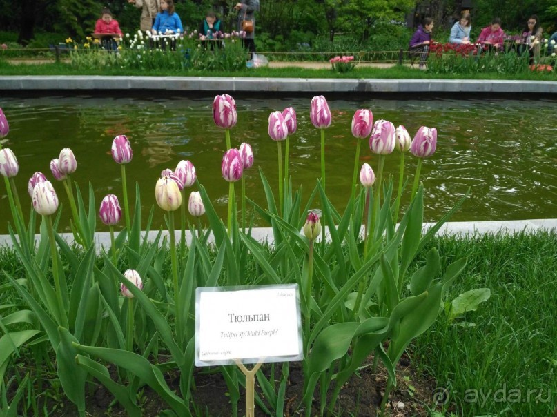 Весенний фестиваль цветов в Ботаническом саду МГУ. (Фотоотчет).