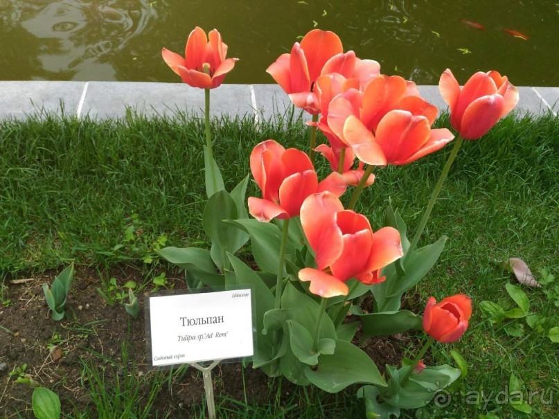 Весенний фестиваль цветов в Ботаническом саду МГУ. (Фотоотчет).