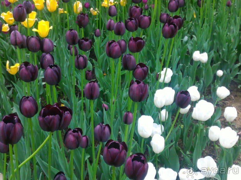 Весенний фестиваль цветов в Ботаническом саду МГУ. (Фотоотчет).