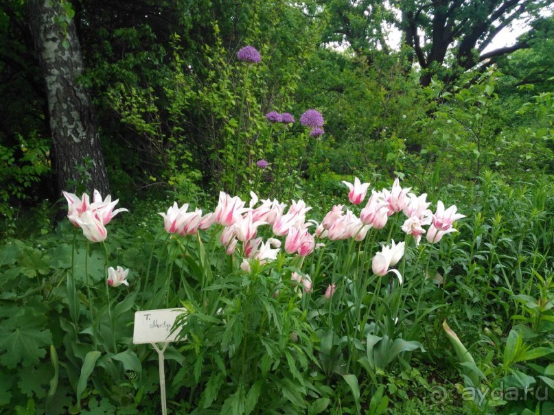 Весенний фестиваль цветов в Ботаническом саду МГУ. (Фотоотчет).