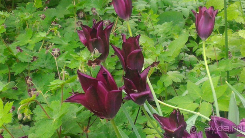 Весенний фестиваль цветов в Ботаническом саду МГУ. (Фотоотчет).