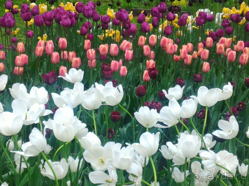 Весенний фестиваль цветов в Ботаническом саду МГУ. (Фотоотчет).