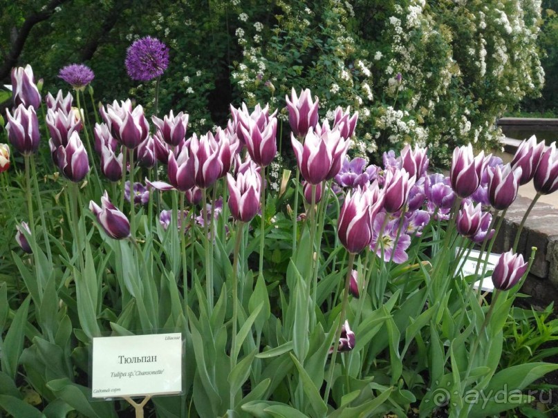 Весенний фестиваль цветов в Ботаническом саду МГУ. (Фотоотчет).