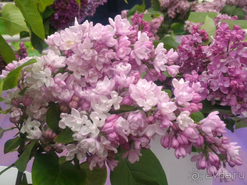 Весенний фестиваль цветов в Ботаническом саду МГУ. (Фотоотчет).