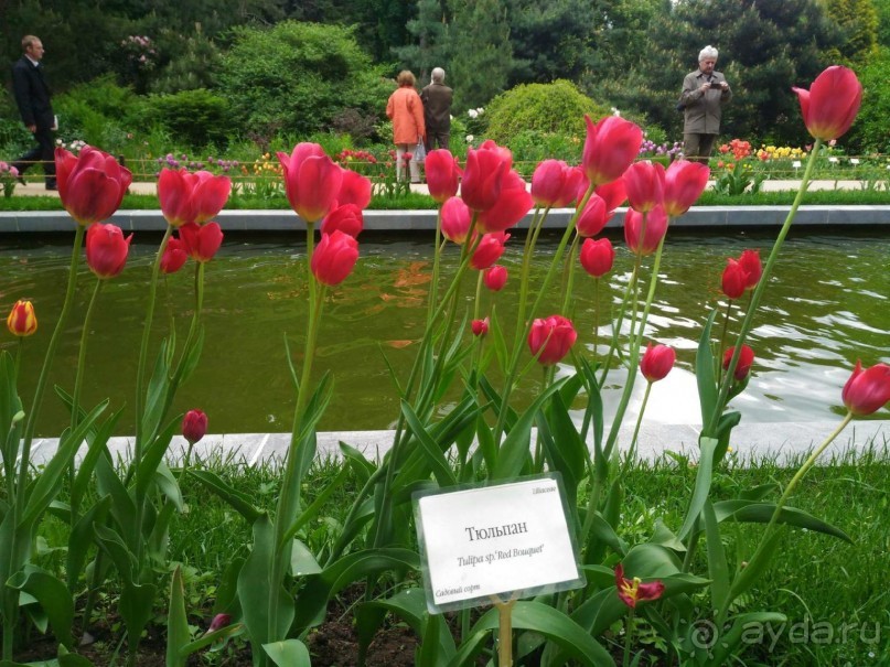 Весенний фестиваль цветов в Ботаническом саду МГУ. (Фотоотчет).