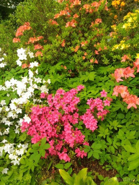 Весенний фестиваль цветов в Ботаническом саду МГУ. (Фотоотчет).