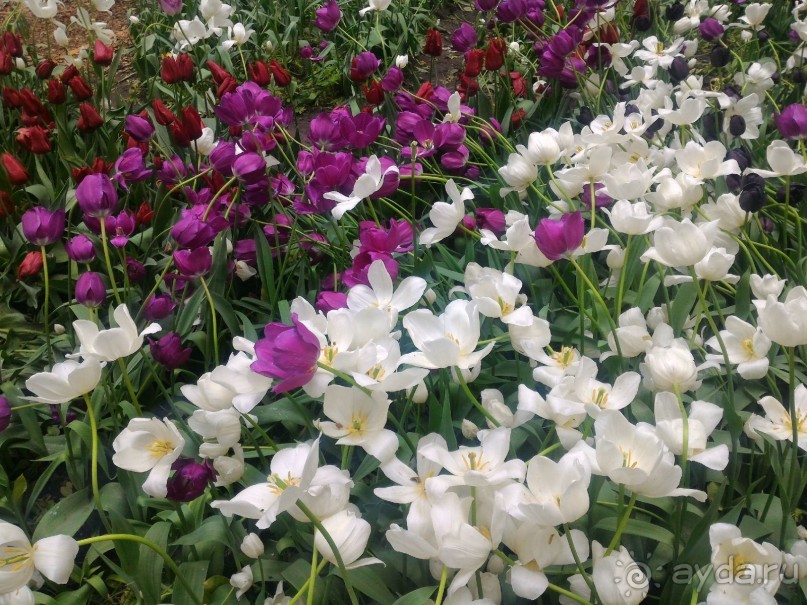 Весенний фестиваль цветов в Ботаническом саду МГУ. (Фотоотчет).