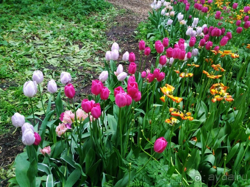 Весенний фестиваль цветов в Ботаническом саду МГУ. (Фотоотчет).