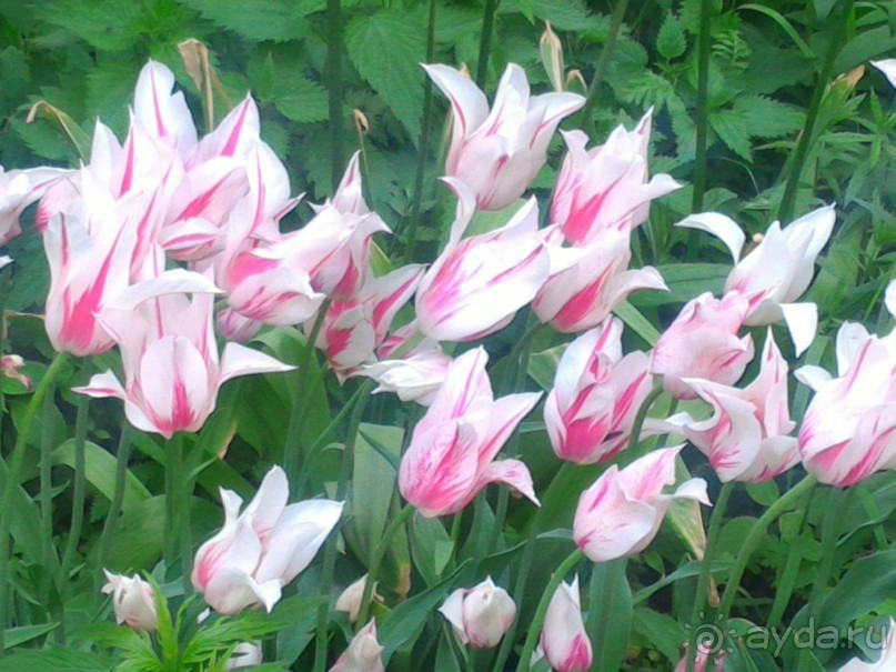 Весенний фестиваль цветов в Ботаническом саду МГУ. (Фотоотчет).