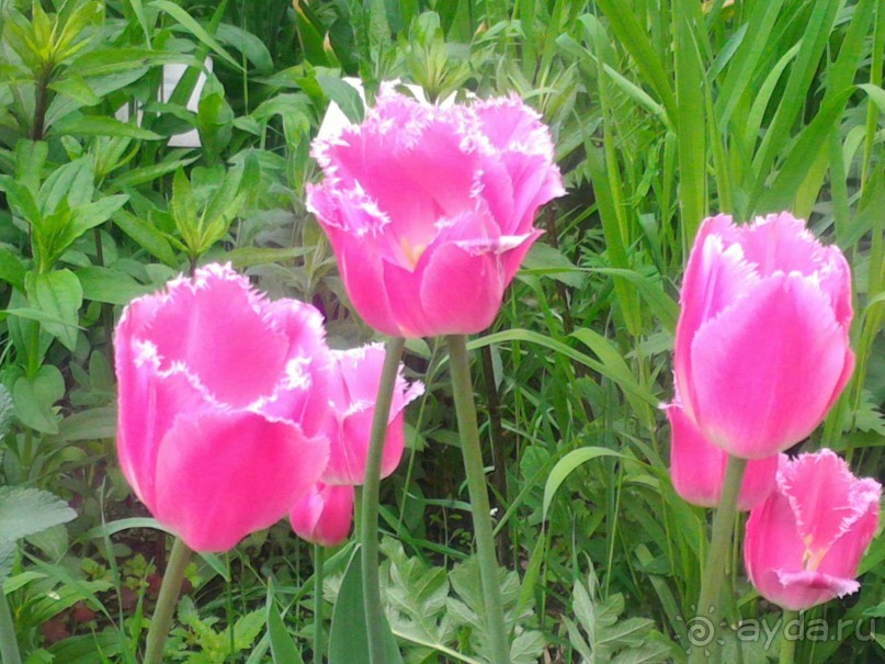 Весенний фестиваль цветов в Ботаническом саду МГУ. (Фотоотчет).