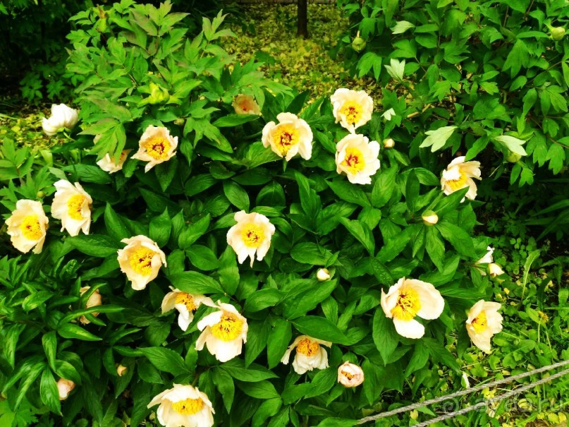 Весенний фестиваль цветов в Ботаническом саду МГУ. (Фотоотчет).