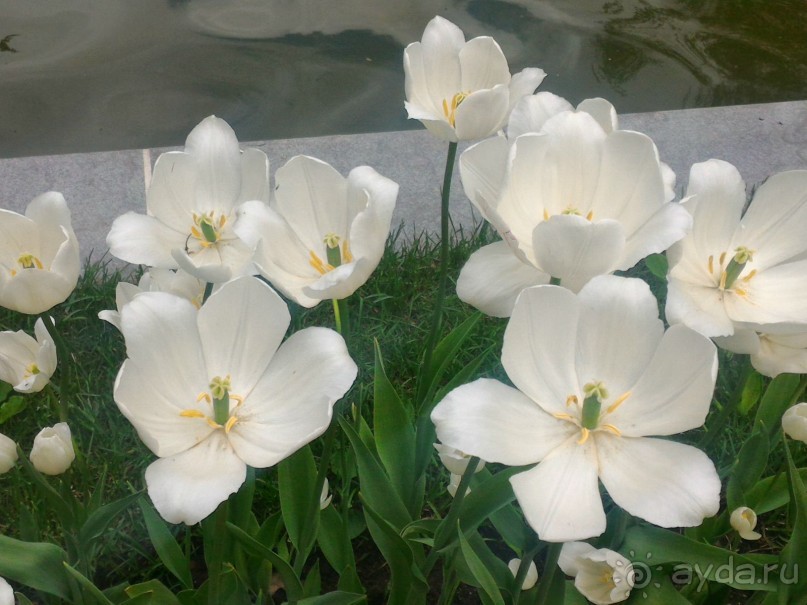 Весенний фестиваль цветов в Ботаническом саду МГУ. (Фотоотчет).