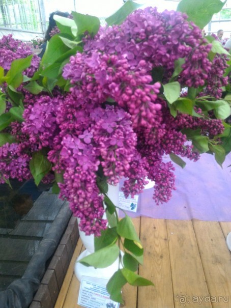 Весенний фестиваль цветов в Ботаническом саду МГУ. (Фотоотчет).