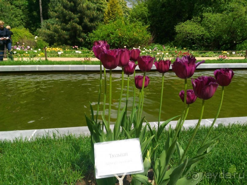 Весенний фестиваль цветов в Ботаническом саду МГУ. (Фотоотчет).