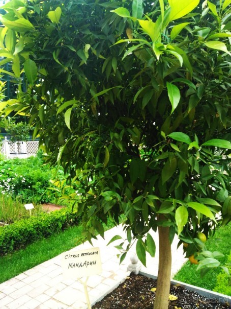 Весенний фестиваль цветов в Ботаническом саду МГУ. (Фотоотчет).