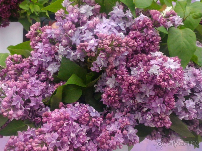 Весенний фестиваль цветов в Ботаническом саду МГУ. (Фотоотчет).