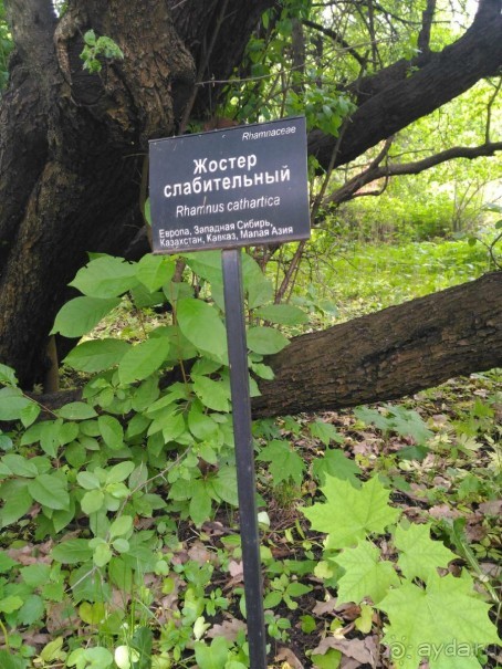 Весенний фестиваль цветов в Ботаническом саду МГУ. (Фотоотчет).