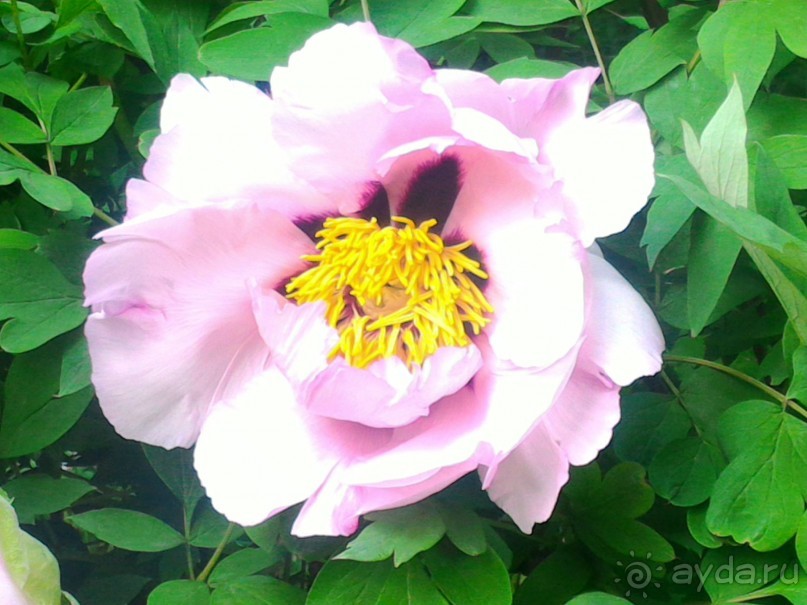 Весенний фестиваль цветов в Ботаническом саду МГУ. (Фотоотчет).