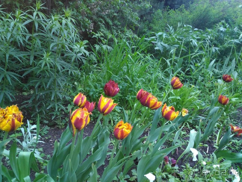 Весенний фестиваль цветов в Ботаническом саду МГУ. (Фотоотчет).