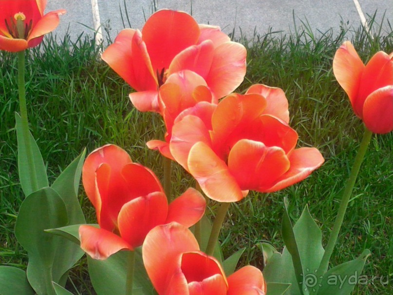 Весенний фестиваль цветов в Ботаническом саду МГУ. (Фотоотчет).