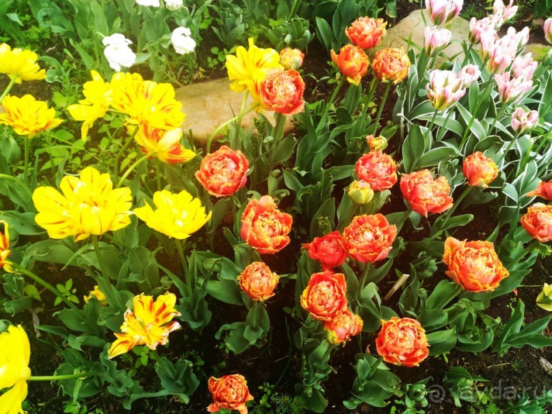 Весенний фестиваль цветов в Ботаническом саду МГУ. (Фотоотчет).