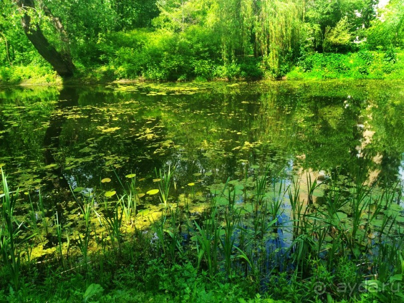 Весенний фестиваль цветов в Ботаническом саду МГУ. (Фотоотчет).