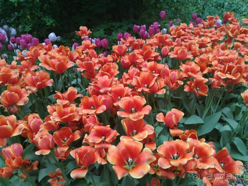 Весенний фестиваль цветов в Ботаническом саду МГУ. (Фотоотчет).