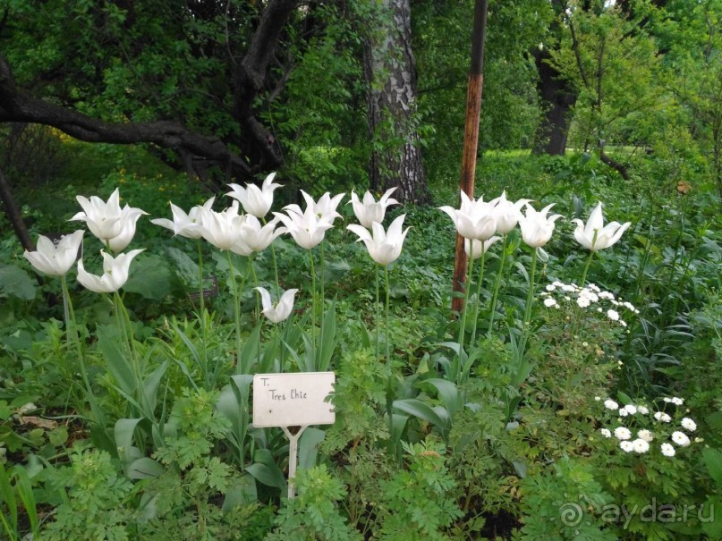 Весенний фестиваль цветов в Ботаническом саду МГУ. (Фотоотчет).
