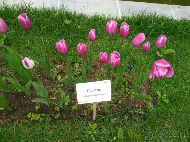 Весенний фестиваль цветов в Ботаническом саду МГУ. (Фотоотчет).