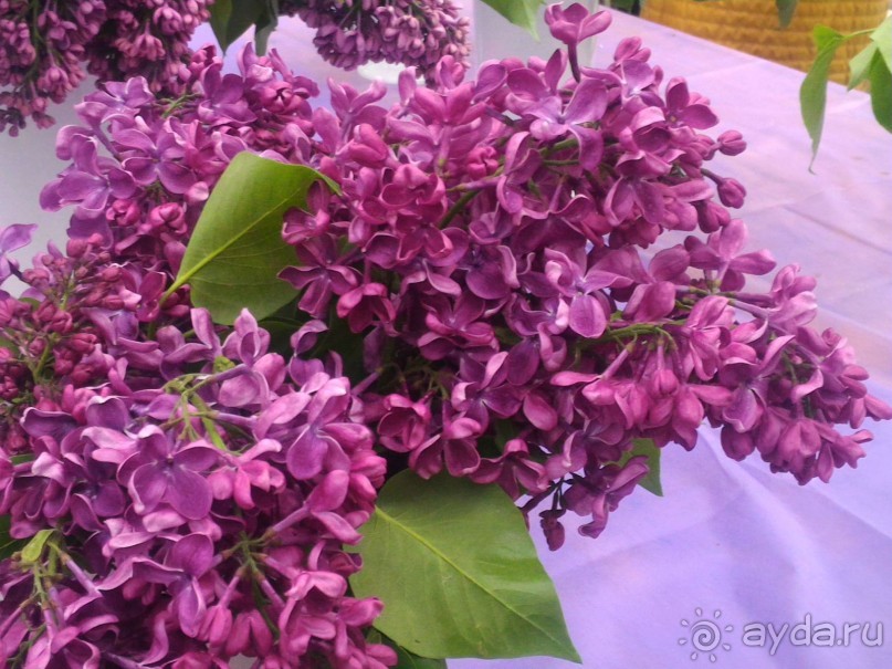 Весенний фестиваль цветов в Ботаническом саду МГУ. (Фотоотчет).