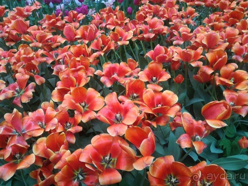 Весенний фестиваль цветов в Ботаническом саду МГУ. (Фотоотчет).