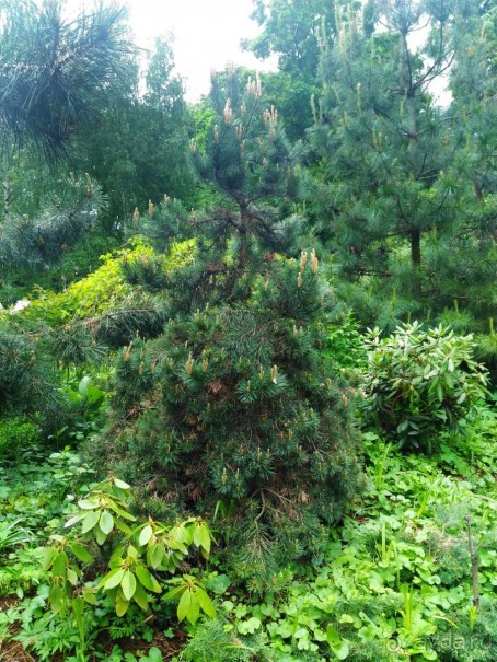 Весенний фестиваль цветов в Ботаническом саду МГУ. (Фотоотчет).