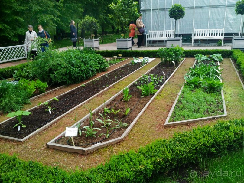 Весенний фестиваль цветов в Ботаническом саду МГУ. (Фотоотчет).