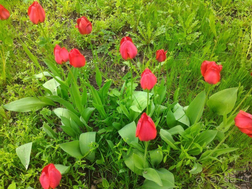 Весенний фестиваль цветов в Ботаническом саду МГУ. (Фотоотчет).