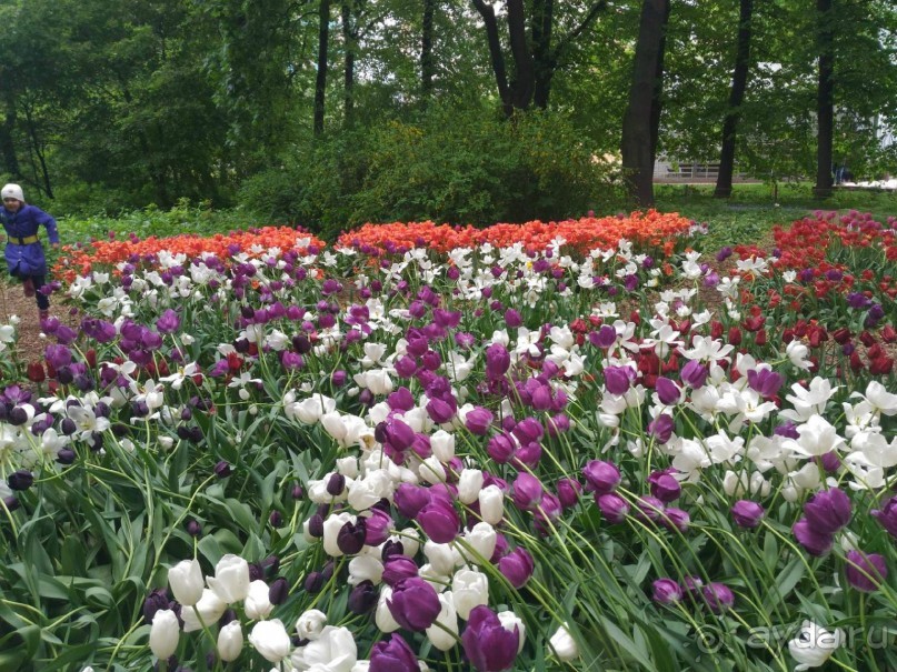 Весенний фестиваль цветов в Ботаническом саду МГУ. (Фотоотчет).