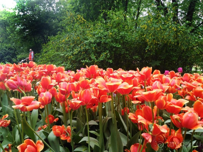 Весенний фестиваль цветов в Ботаническом саду МГУ. (Фотоотчет).