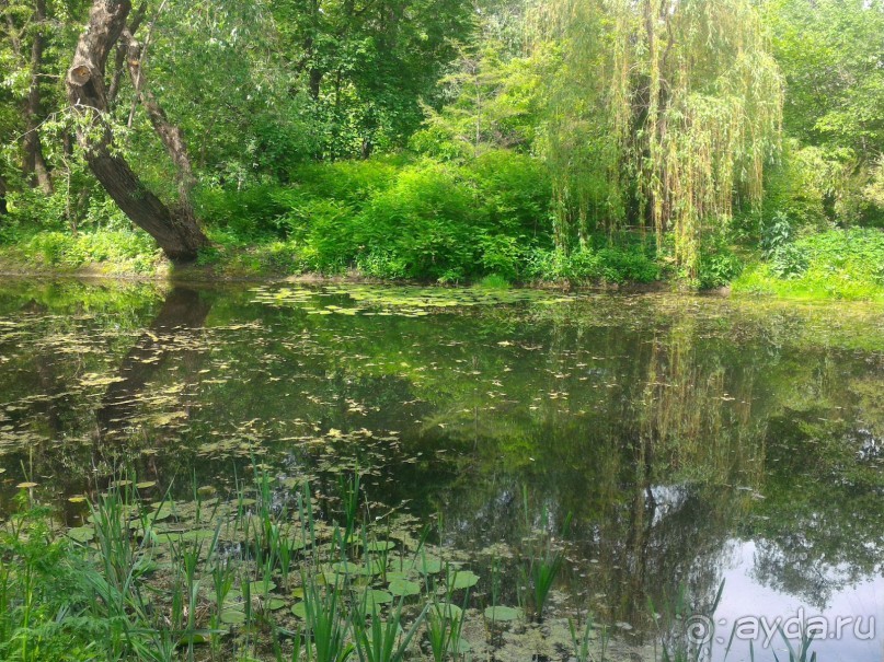 Весенний фестиваль цветов в Ботаническом саду МГУ. (Фотоотчет).
