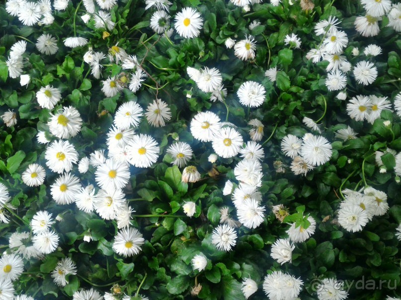 Весенний фестиваль цветов в Ботаническом саду МГУ. (Фотоотчет).