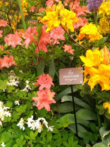 Весенний фестиваль цветов в Ботаническом саду МГУ. (Фотоотчет).