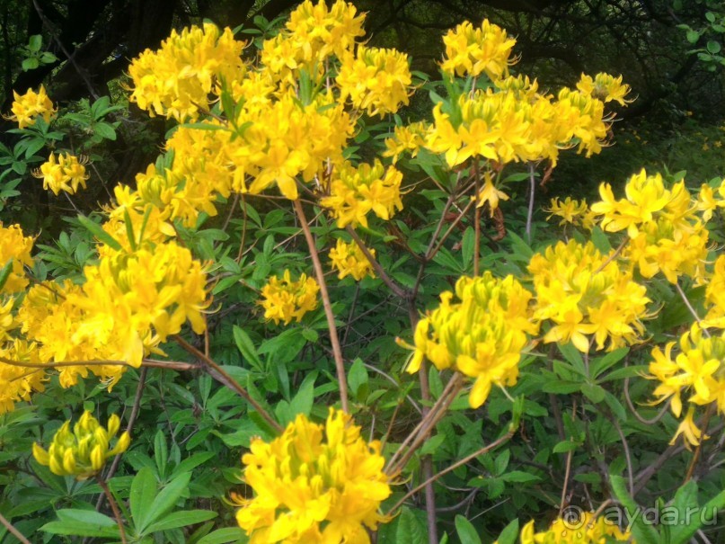 Весенний фестиваль цветов в Ботаническом саду МГУ. (Фотоотчет).