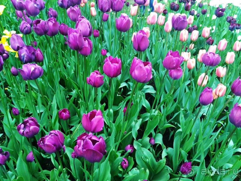 Весенний фестиваль цветов в Ботаническом саду МГУ. (Фотоотчет).