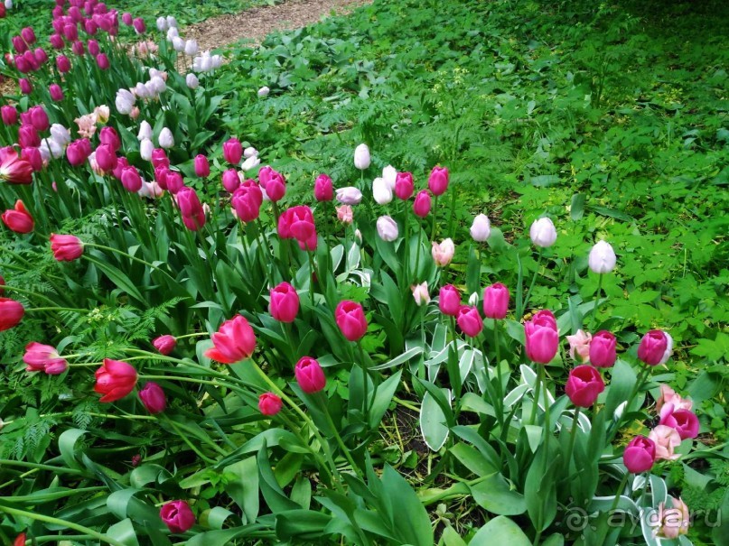 Весенний фестиваль цветов в Ботаническом саду МГУ. (Фотоотчет).