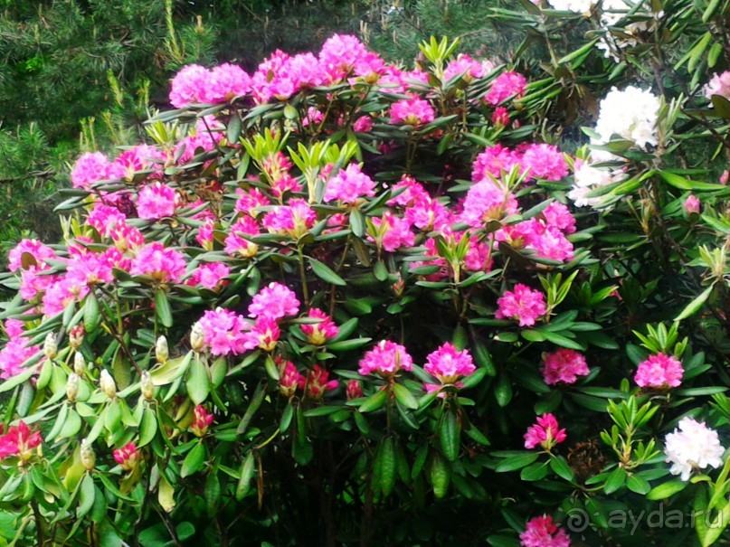 Весенний фестиваль цветов в Ботаническом саду МГУ. (Фотоотчет).