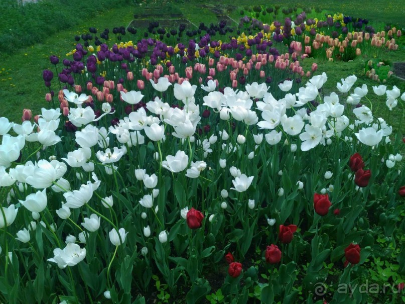 Весенний фестиваль цветов в Ботаническом саду МГУ. (Фотоотчет).