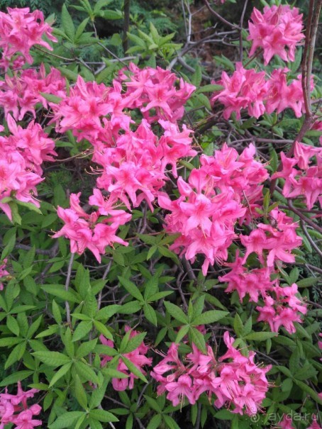 Весенний фестиваль цветов в Ботаническом саду МГУ. (Фотоотчет).